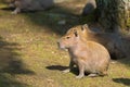 Portrait Capybara in nature Royalty Free Stock Photo