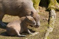 Portrait Capybara in nature Royalty Free Stock Photo