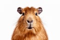 Portrait of a capybara on white background