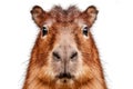 Portrait of a capybara on white background