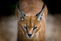 Portrait of a Caracal cat