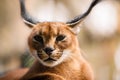 Portrait of a Caracal cat