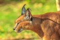 Portrait of Caracal Royalty Free Stock Photo