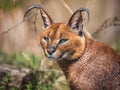 The portrait of Caracal Royalty Free Stock Photo