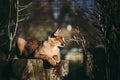 Portrait of a caracal lying on a tree trunk