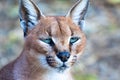 Portrait of a caracal Royalty Free Stock Photo