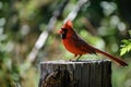 Portrait of a cardinal bird on a tree stump Royalty Free Stock Photo