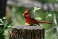 Portrait of a cardinal bird on a tree stump Royalty Free Stock Photo