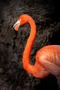 Portrait of a caribbean flamingo