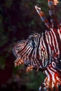 Portrait of a Caribbean Lionfish swimming over coral reef