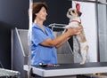 Woman grooming havanese in salon Royalty Free Stock Photo