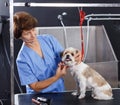 Woman grooming havanese in salon Royalty Free Stock Photo