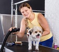 Caring smiling woman grooming cute havanese dog at pet salon