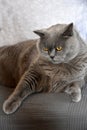 British shorthair or carthusian cat