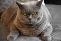 British shorthair or carthusian cat