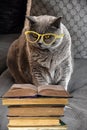 British shorthair or carthusian cat reads a book Royalty Free Stock Photo