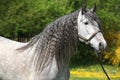 Carthusian Horse The Purest Line Of Pura Raza Espanola Royalty Free Stock Photo