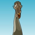 Portrait of cartoon funny pelican looking surprised Royalty Free Stock Photo