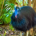 Portrait of Cassowary bird Royalty Free Stock Photo