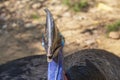 Portrait of the cassowary or Casuarius casuarius or Casuariidae family. Head, colorful tropical bird Royalty Free Stock Photo