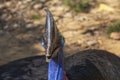 Portrait of the cassowary or Casuarius casuarius or Casuariidae family. Head, colorful tropical bird Royalty Free Stock Photo