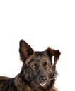 portrait Castrated dog with a number in the ear isolated on a white Royalty Free Stock Photo