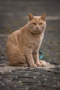 Red cat on the street looking at the camera Royalty Free Stock Photo