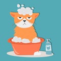 Portrait cat animal bathe pet cute kitten purebred feline kitty