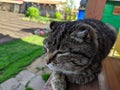 Portrait of a cat Royalty Free Stock Photo