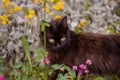 Portrait of cat on a background of flower field. Cat posing against a background of roses in flower garden Royalty Free Stock Photo