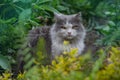 Portrait of cat on a background of flower field. Cat posing against a background of roses in flower garden Royalty Free Stock Photo