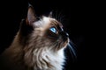 Portrait Of Cat Birman In Profile On Black Matte Background. Empty Space. Generative AI Royalty Free Stock Photo