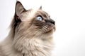 Portrait Of Cat Birman In Profile On White Background. Generative AI Royalty Free Stock Photo