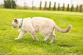 Portrait of Cat with blue eyes in the garden. cat with blue eyes is on a walk on green grass.