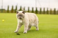 Portrait of Cat with blue eyes in the garden. cat with blue eyes is on a walk on green grass.