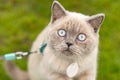 Portrait of Cat with blue eyes in the garden. cat with blue eyes is on a walk on green grass.