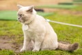 Portrait of Cat with blue eyes in the garden. cat with blue eyes is on a walk on green grass.