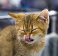 Portrait of a cat breed Golden Chinchilla, eyes closed, tongue licking his nose. Selective focus. Royalty Free Stock Photo