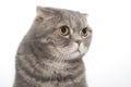 Portrait of a cat breed Scottish Fold close-up. Royalty Free Stock Photo