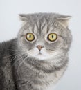 Portrait cat of breed the Scottish fold. Royalty Free Stock Photo