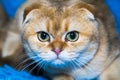 Portrait of a cat breed Scottish Golden fold with big beautiful eyes on the background of a blue lounger. Pets cats Royalty Free Stock Photo