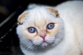 Portrait of a cat breed Scottish silver fold with large beautiful eyes on a dark background. Pets cats Royalty Free Stock Photo