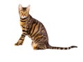 Portrait of cat breed Toyger