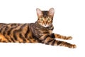 Portrait of cat breed Toyger