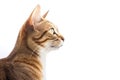 Portrait Of Cat Chausie In Profile On White Background. Empty Space. Generative AI
