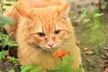 Portrait of Cat with flower. Beautiful red cat outdoor nature