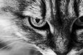 Portrait of a cat in close-up macro. Black and white photo. Pets and lifestyle concept. Royalty Free Stock Photo