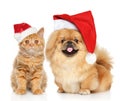 Portrait of cat and dog in Santa red cap Royalty Free Stock Photo