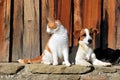 Portrait of a cat and dog together Royalty Free Stock Photo