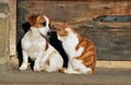 Cat and Dog playng together Royalty Free Stock Photo